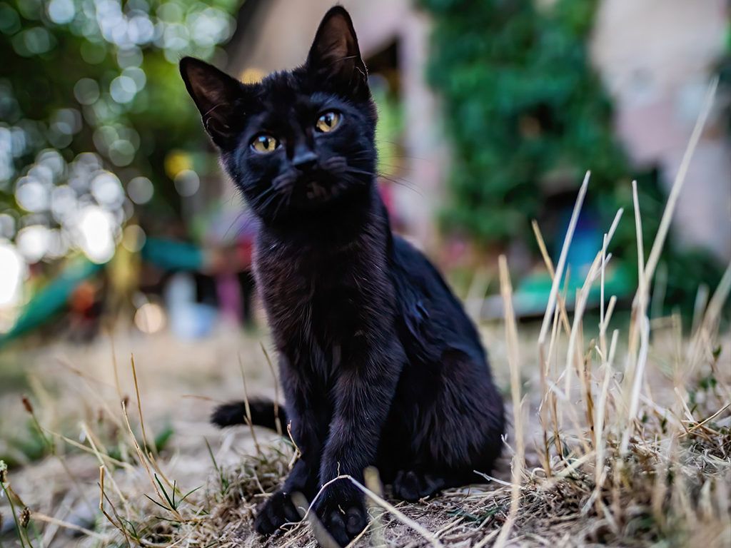Black Cat Transformation Led His Owner to Questions
