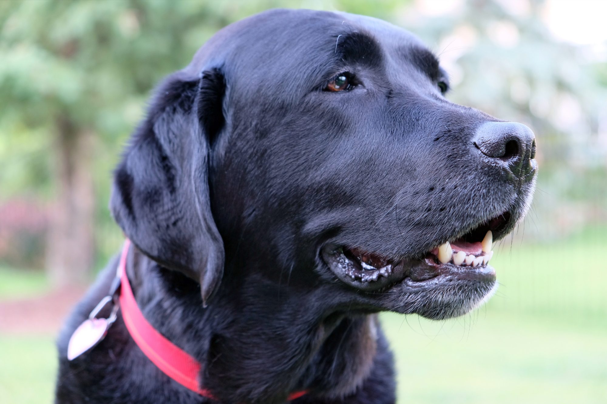 Dog Leaves Owner Then Returns With Object In His Mouth – Page 30 – Obsev