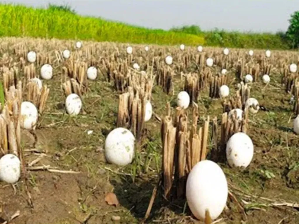 Farmer Discovers Some Mysterious Eggs Among His Harvest, Then He Hears a Baffling Sound