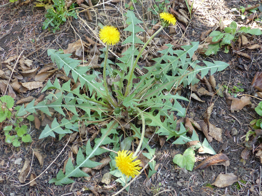 Dandelion