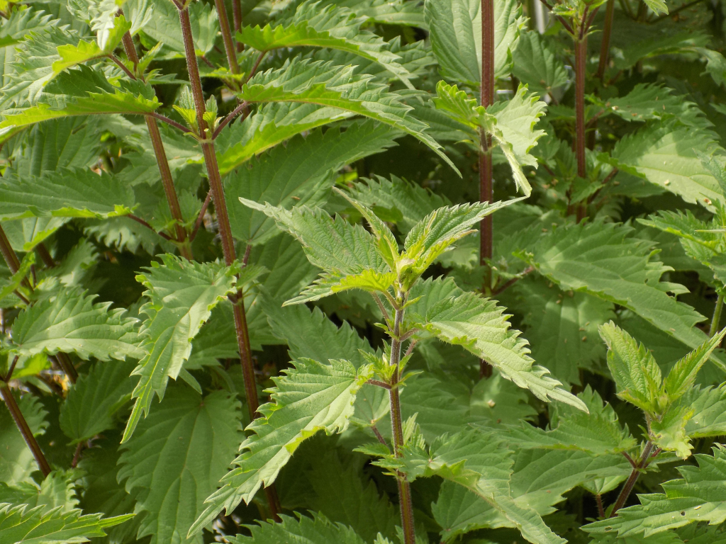 Stinging Nettle