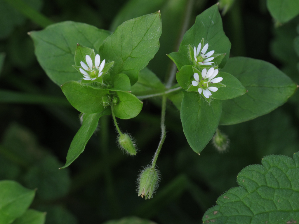 Chickweed