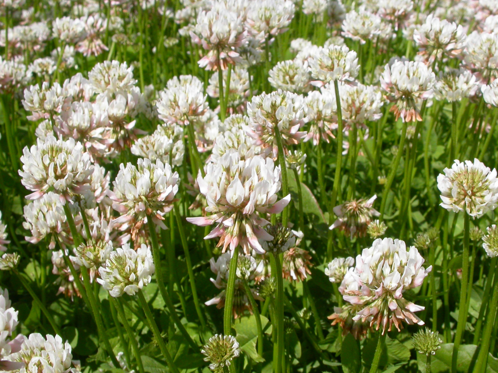 White Clover