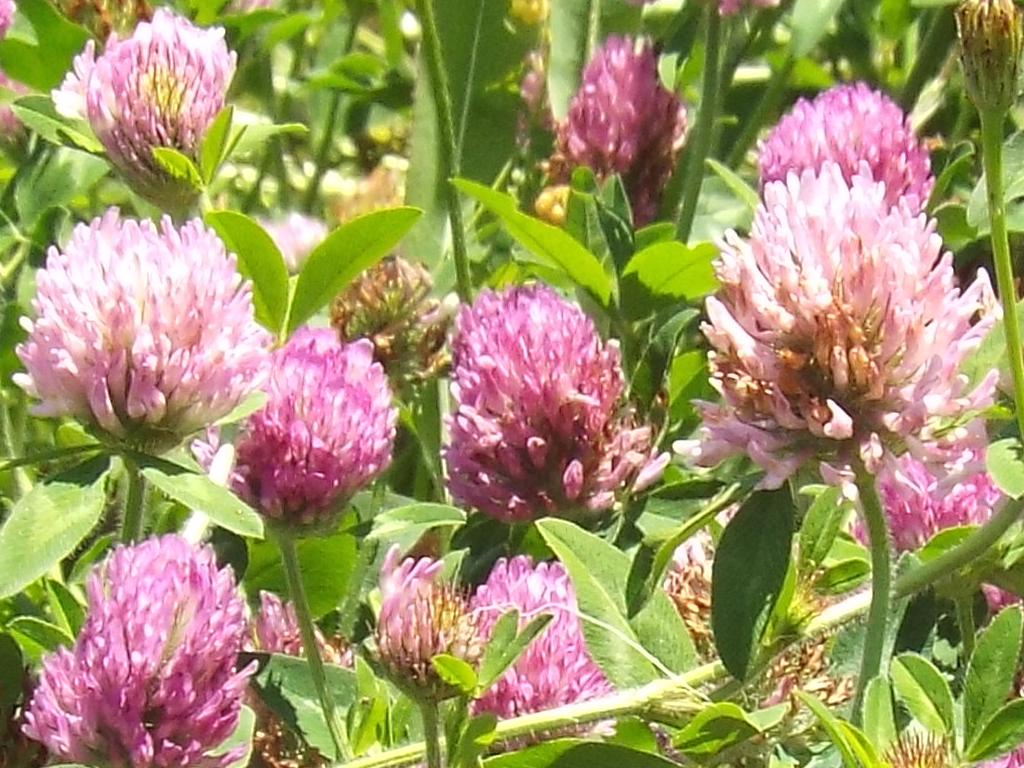 Red Clover