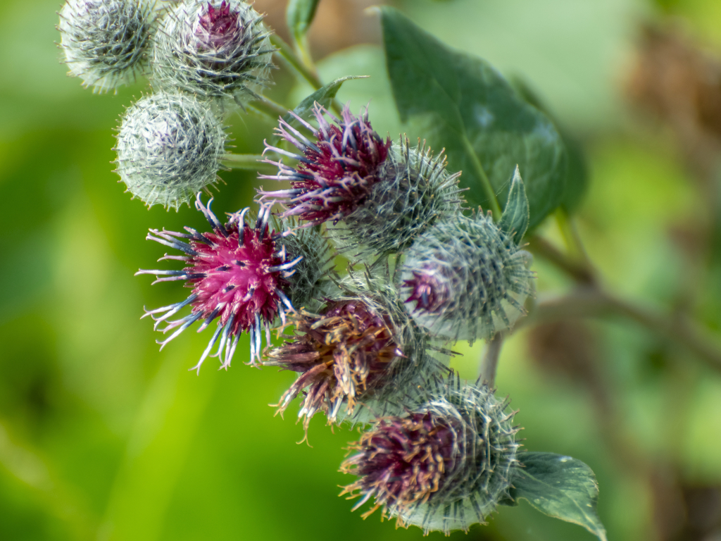 Burdock