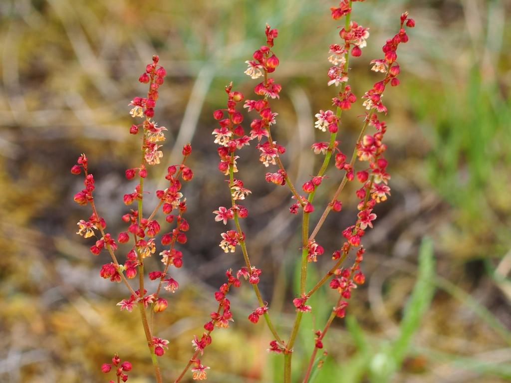 Red Sorrel