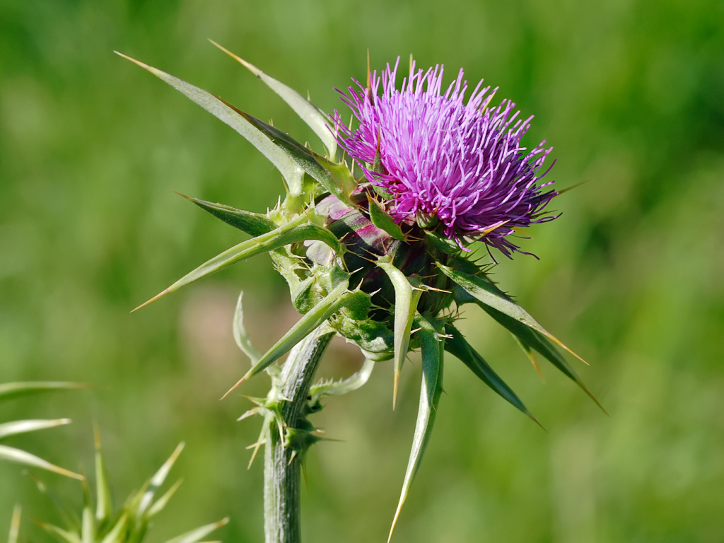 Milk Thistle