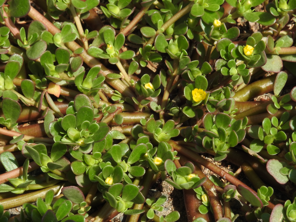 Purslane