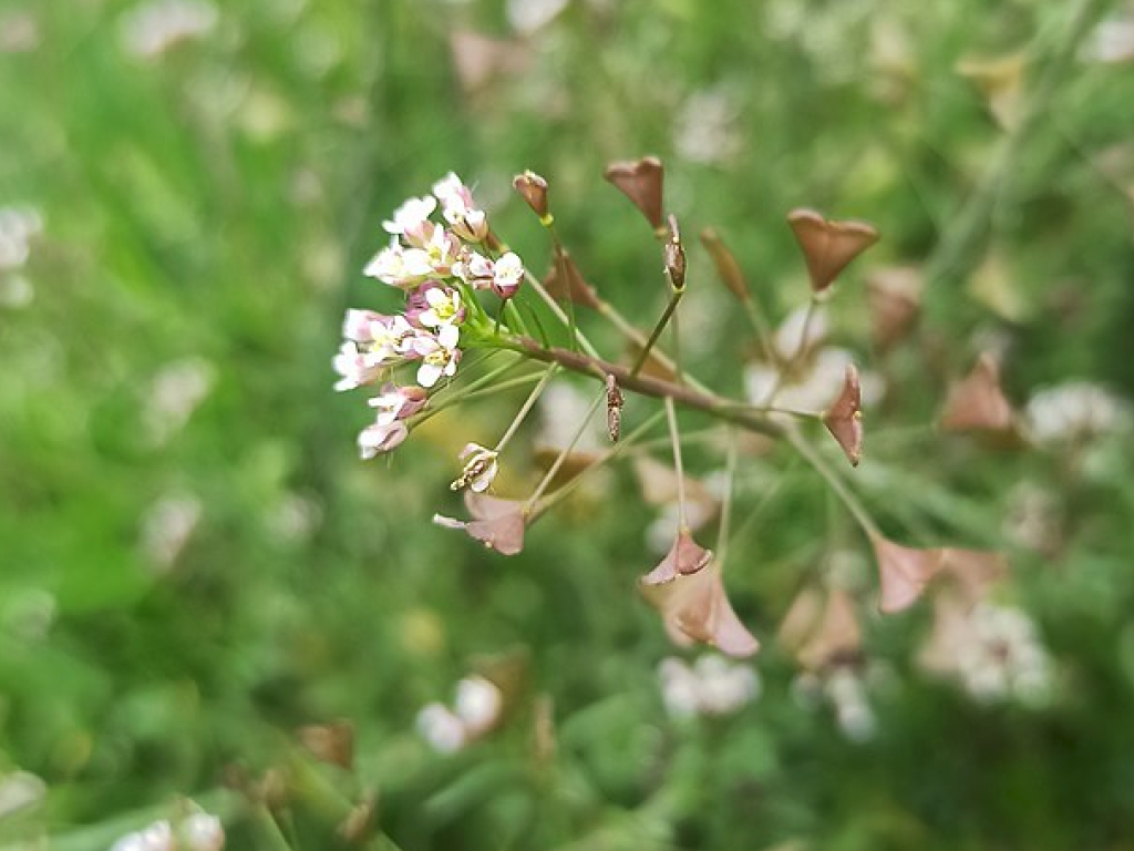 Shepherd’s Purse