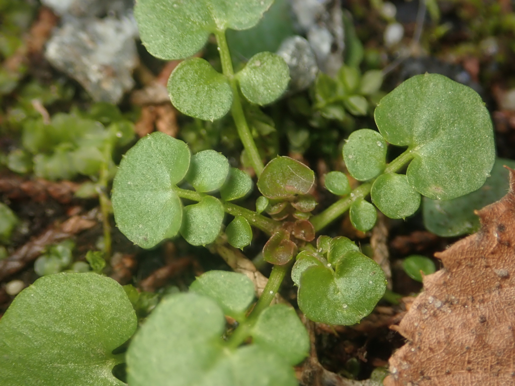 Hairy Bittercress