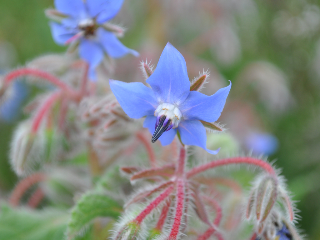 Borage