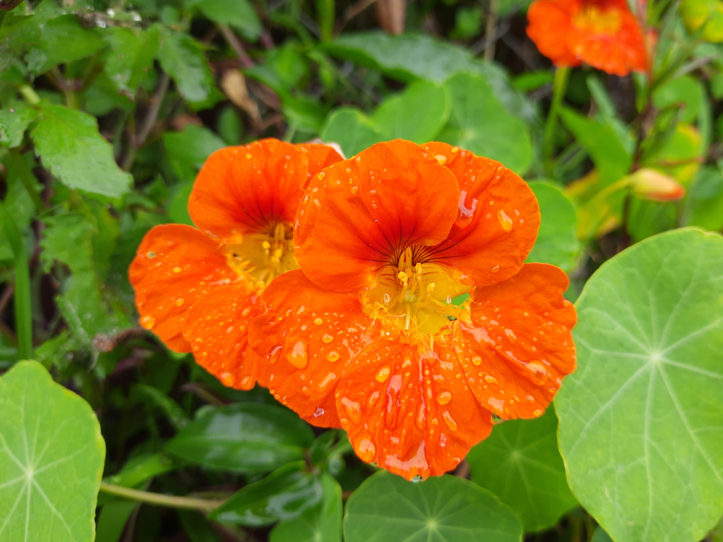 Nasturtium