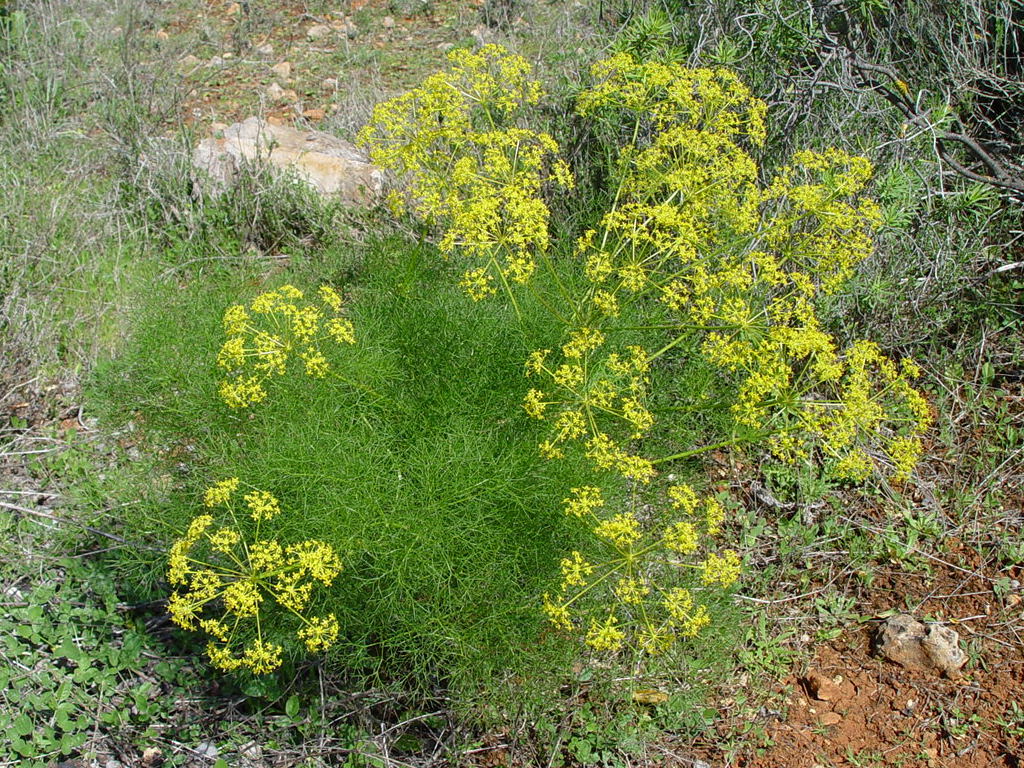 Fennel