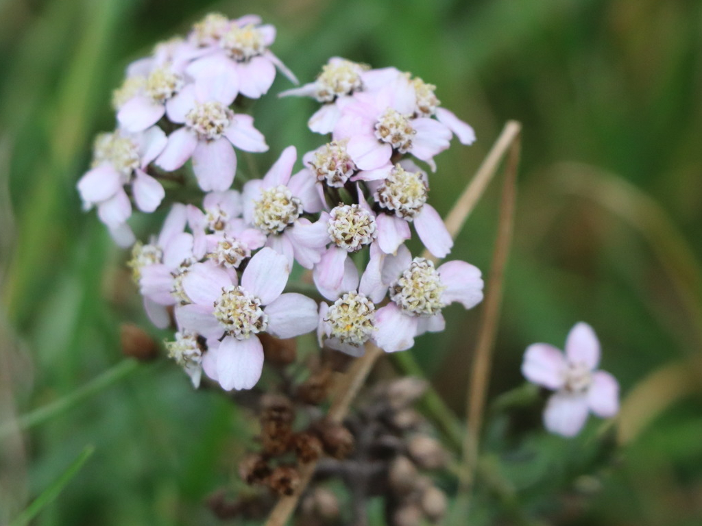 Yarrow