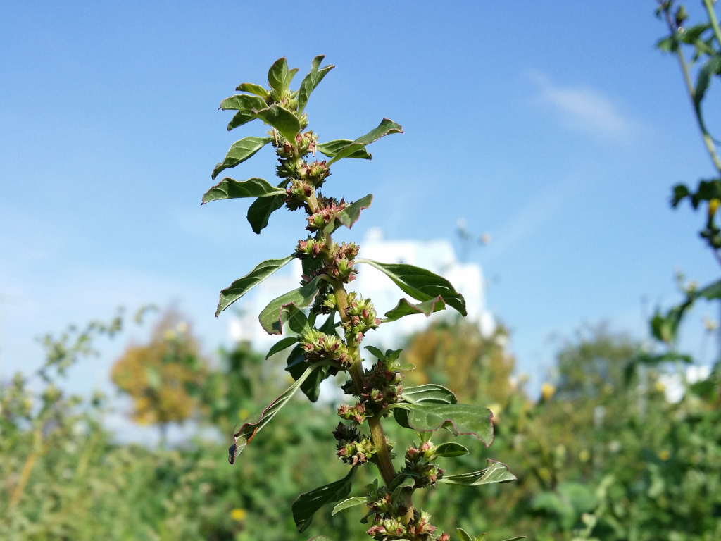 Pigweed