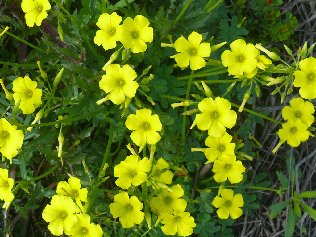 Wood Sorrel