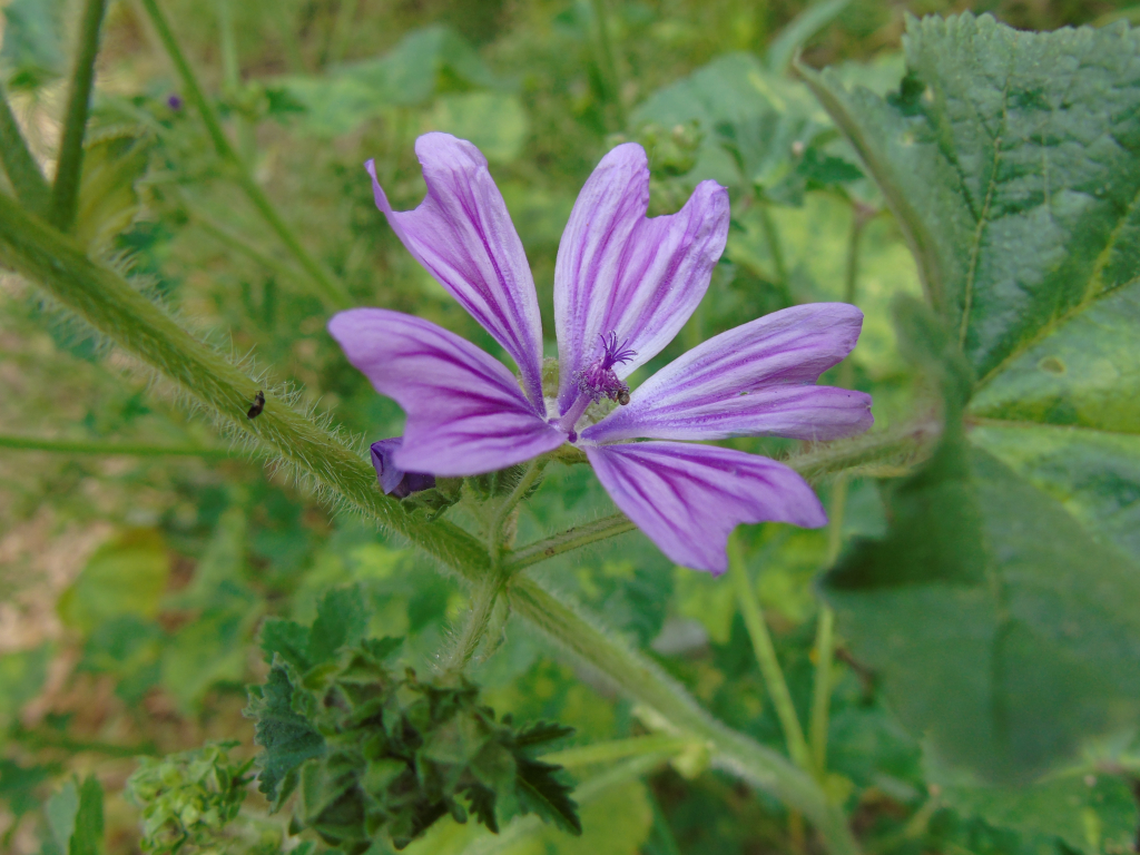 Mallow