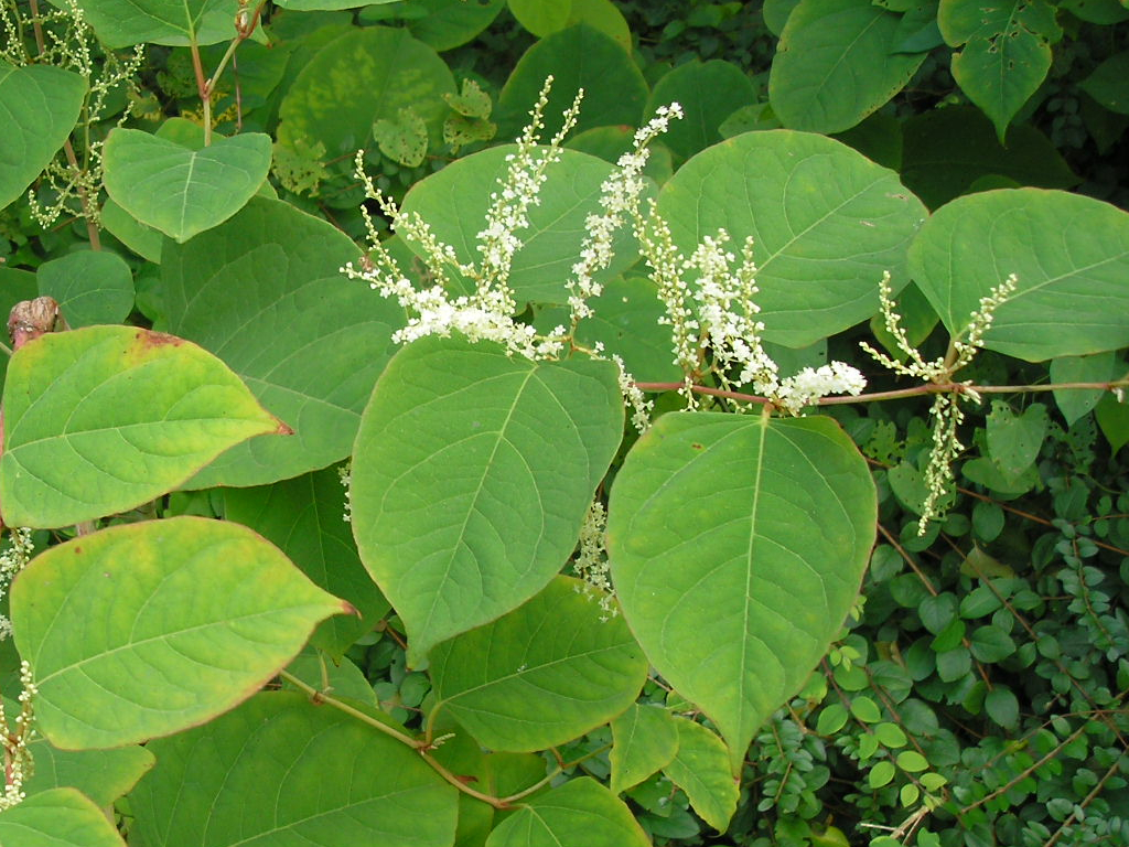 Japanese Knotweed