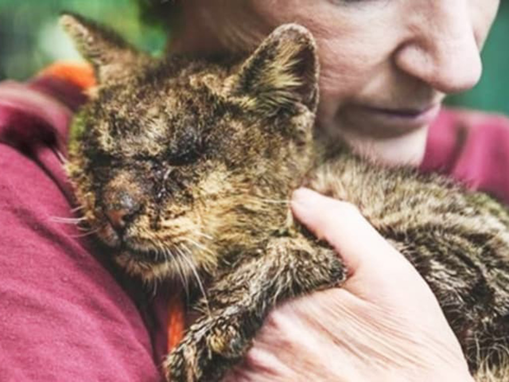 Sad cat being held by its owner