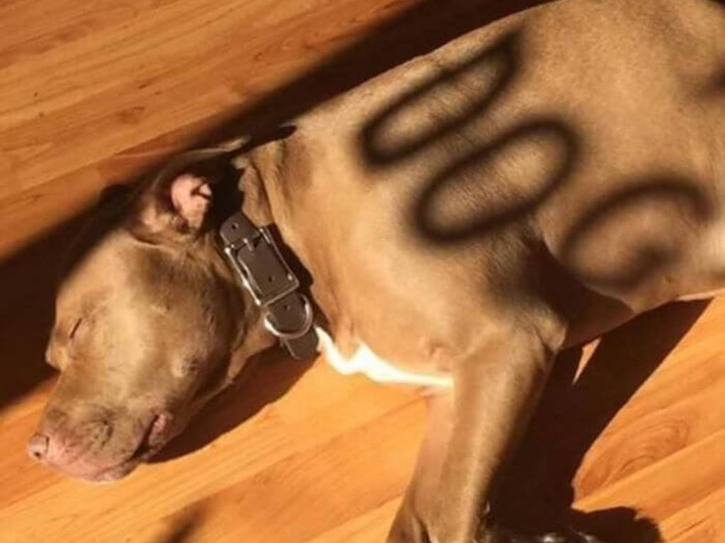 A dog sitting in the sun with a shadow that reads "DOG" on him