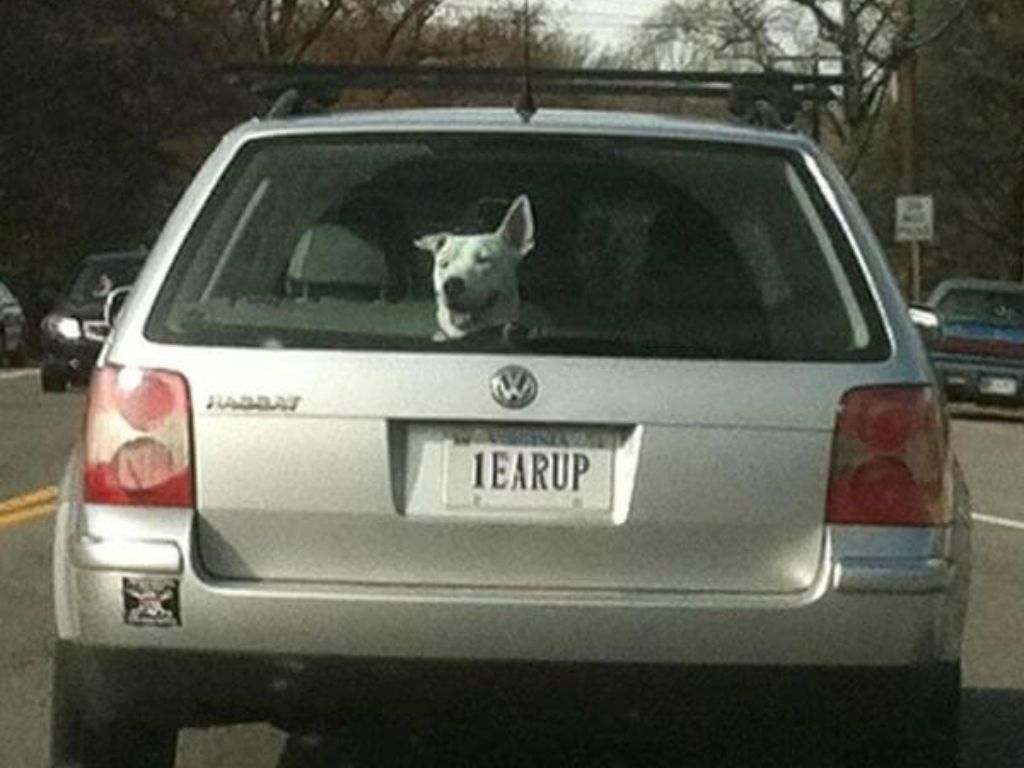 A dog with one ear up above a license plate that reads "1EARUP"