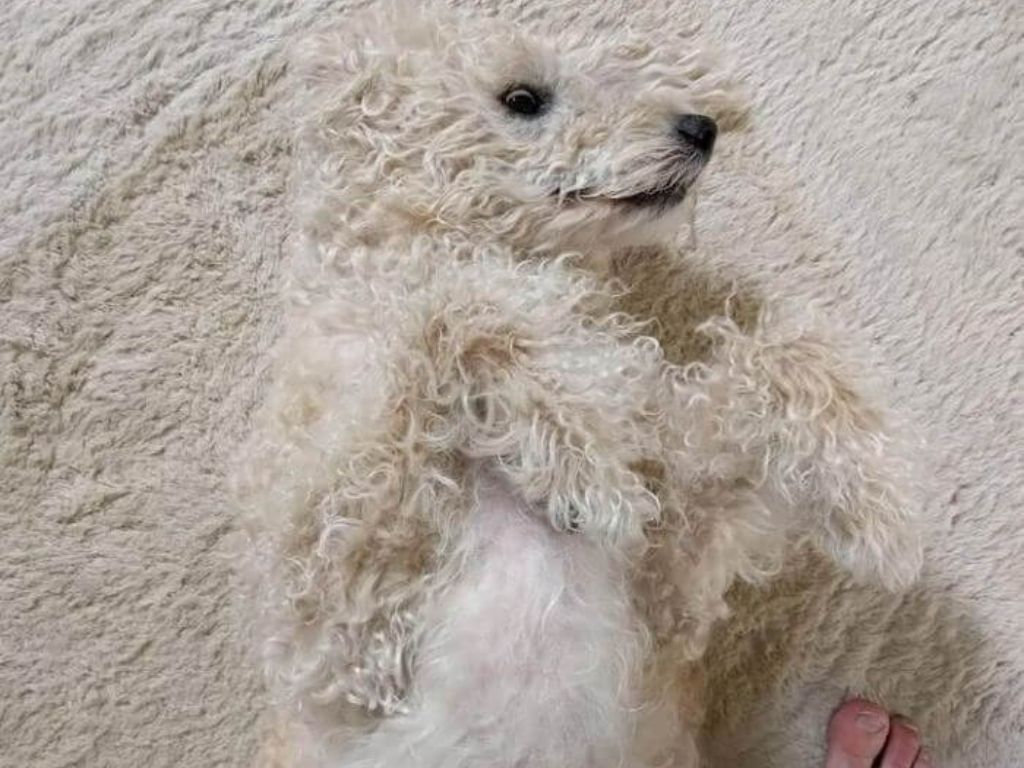 A dog whose fur blends into the carpet