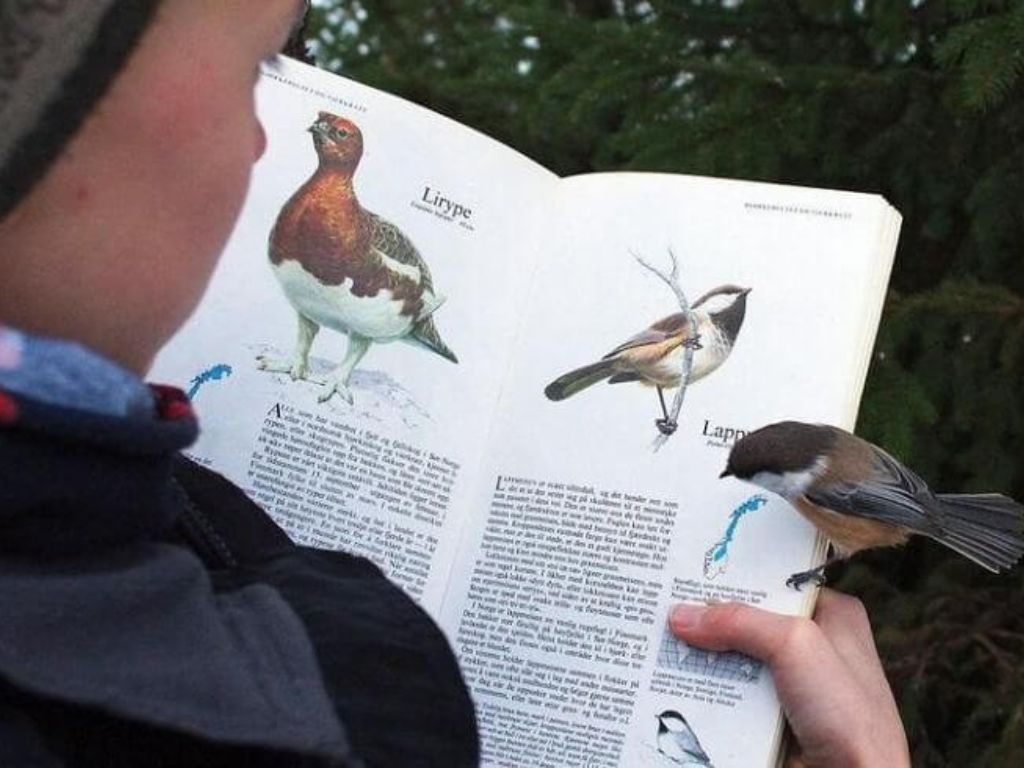 A bird looking in a bird watching book