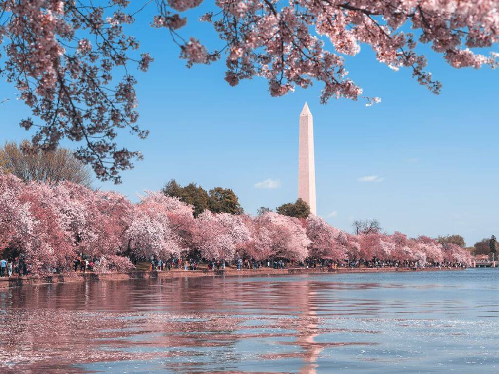 Pink flowers blooming in Washington, D.C.