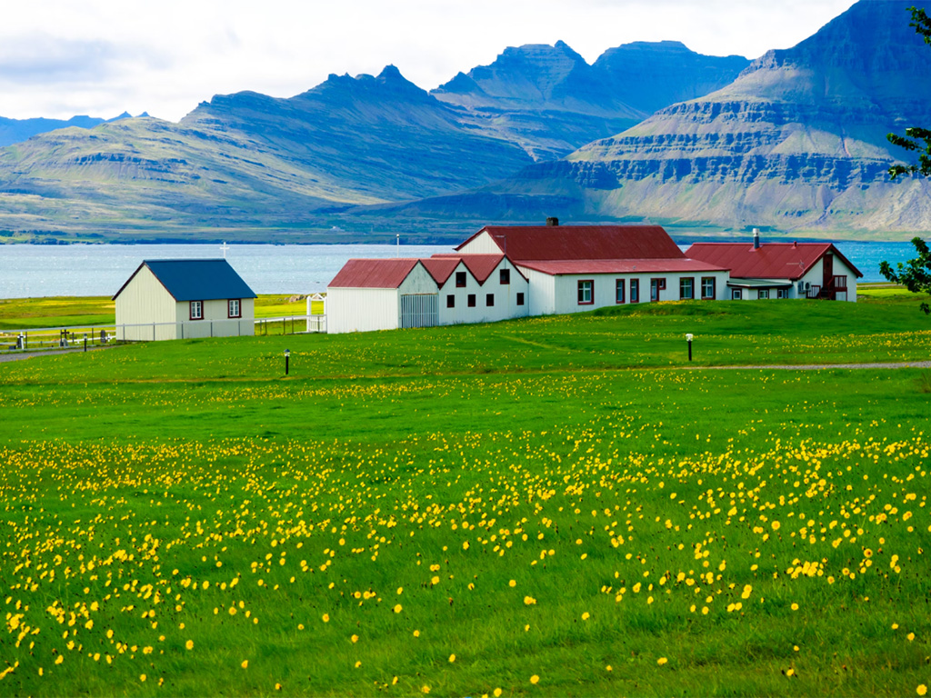 A lush field with yellow flowers in Iceland