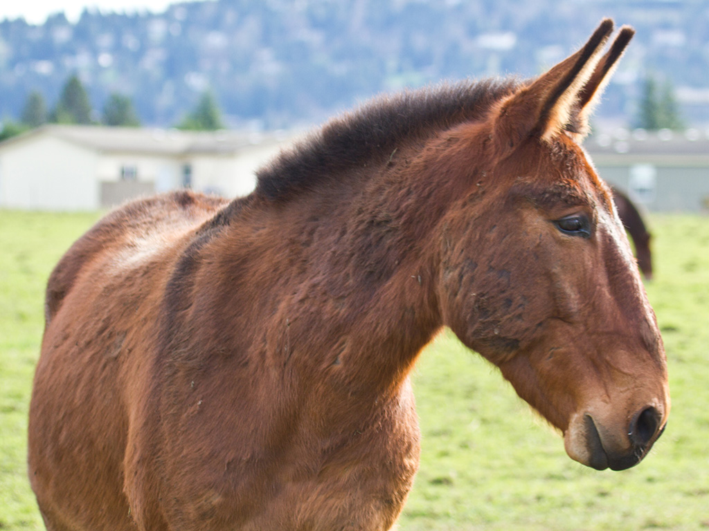 Beautiful rescued mule in a nearby pasture.