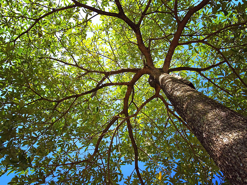 photo up to the tree top shot from below