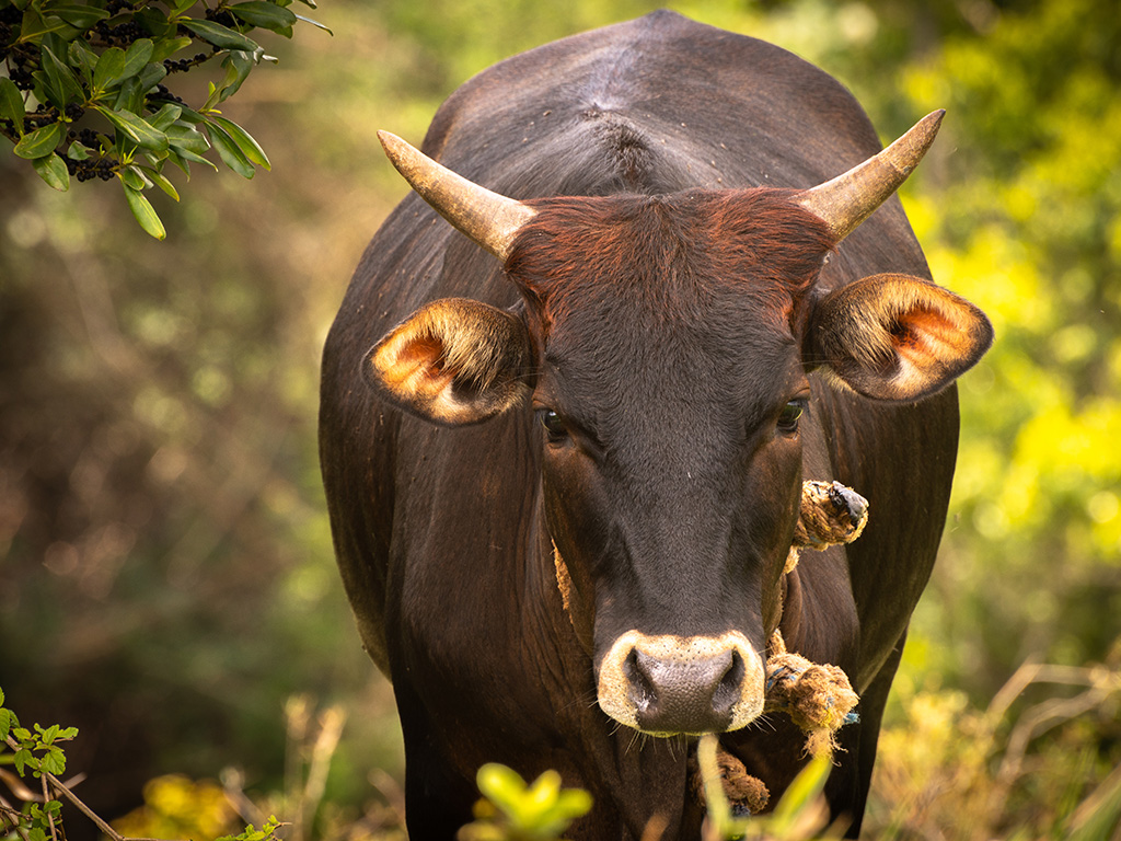 Up close on an adult brown cow standing in the field looking straight at the camera.