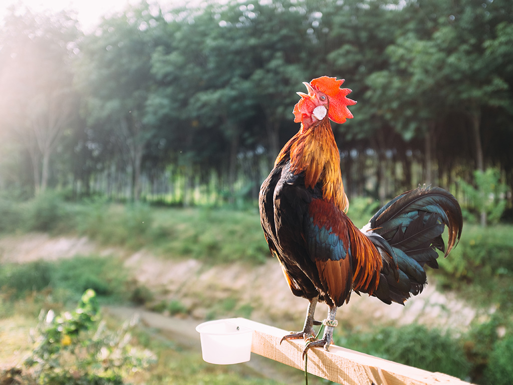 Rooster crowing in the morning with sunrise.