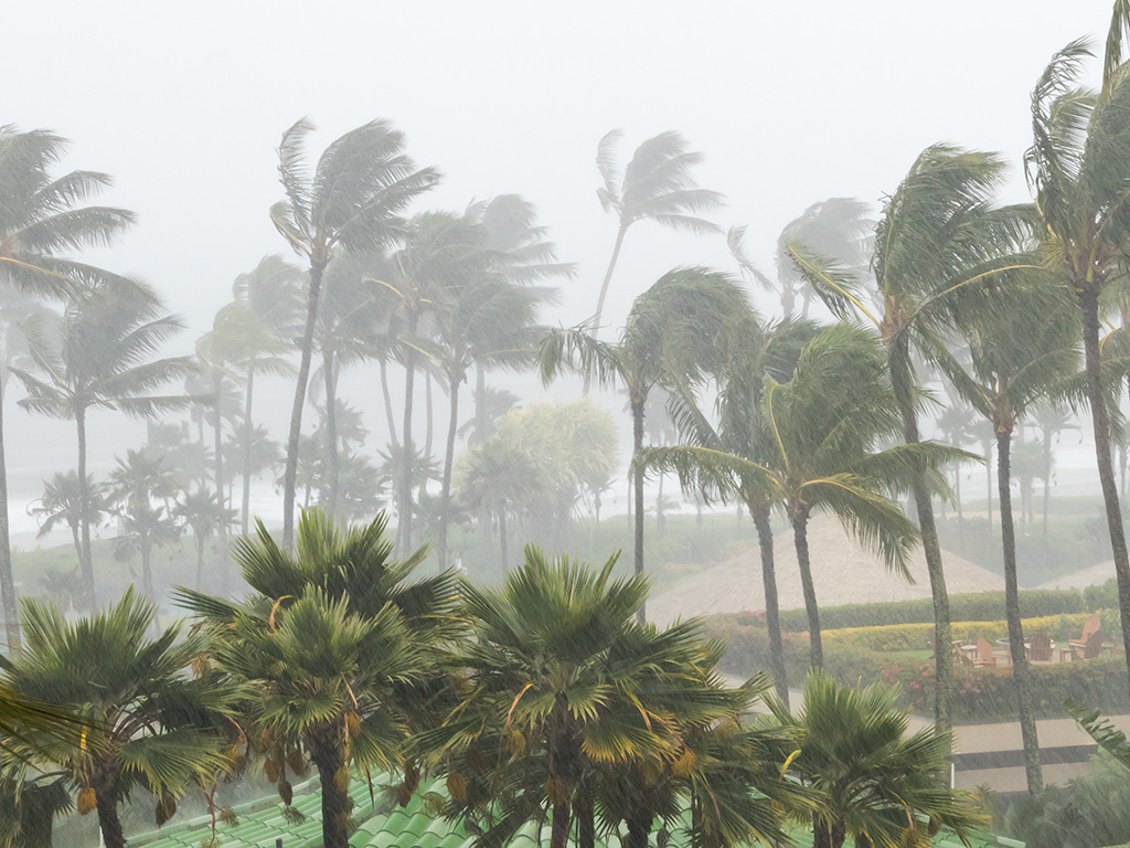 Palm trees blowing in the wind and rain as a hurricane approaches a tropical island coastline