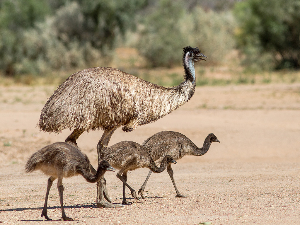 Emu Large Australian Bird