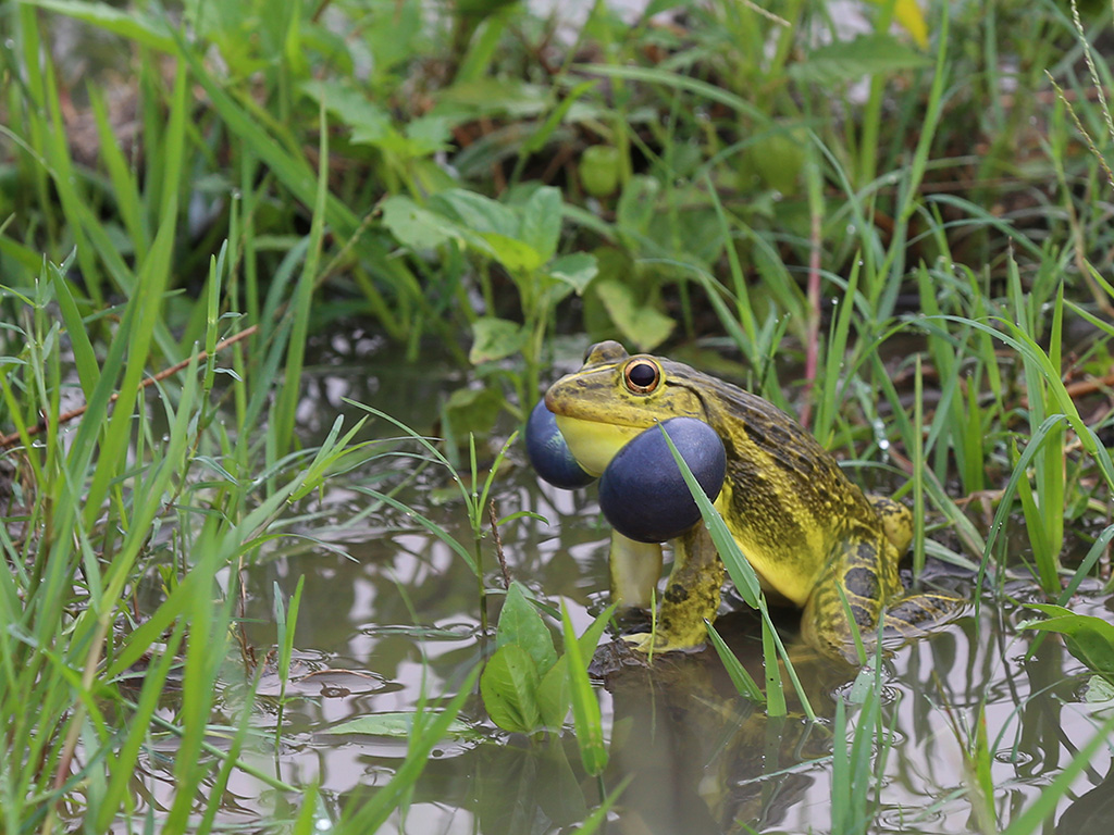 Indian Bull Frog (Hoplobatrachus tigerinus) NEPAL