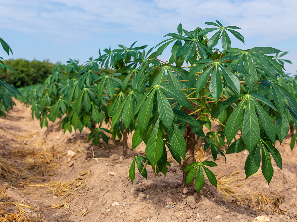 Tapioca fields on natural background. 