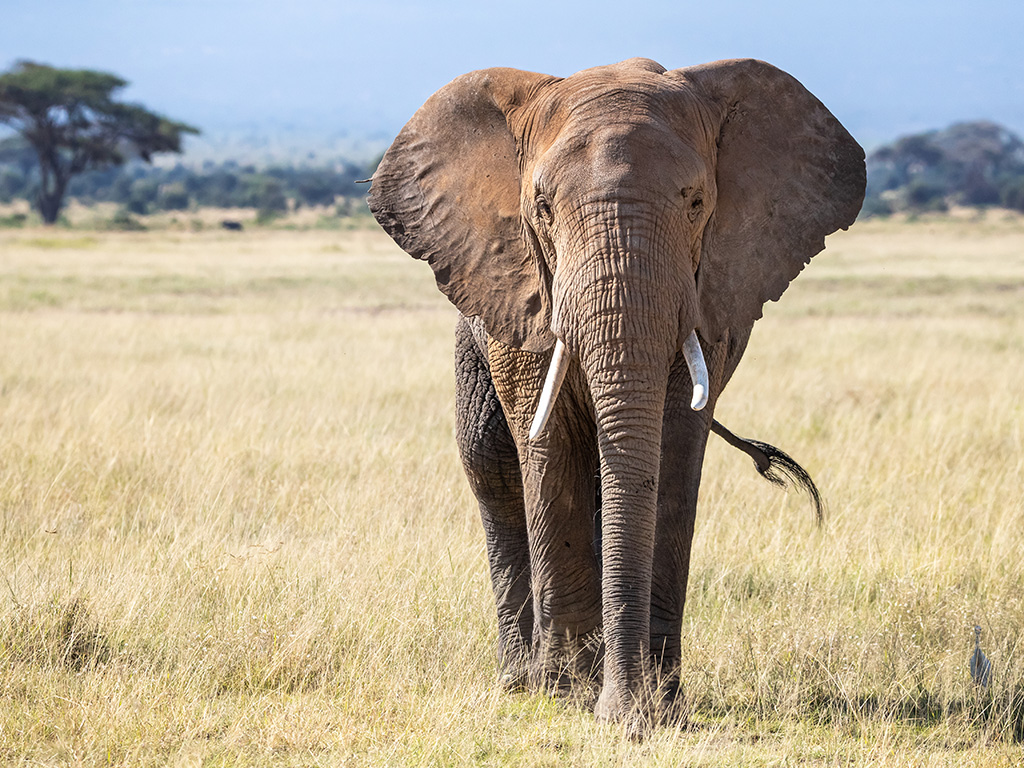 Bull elephant, loxodonta africana, in the grasslands of Amboseli National Park, Kenya