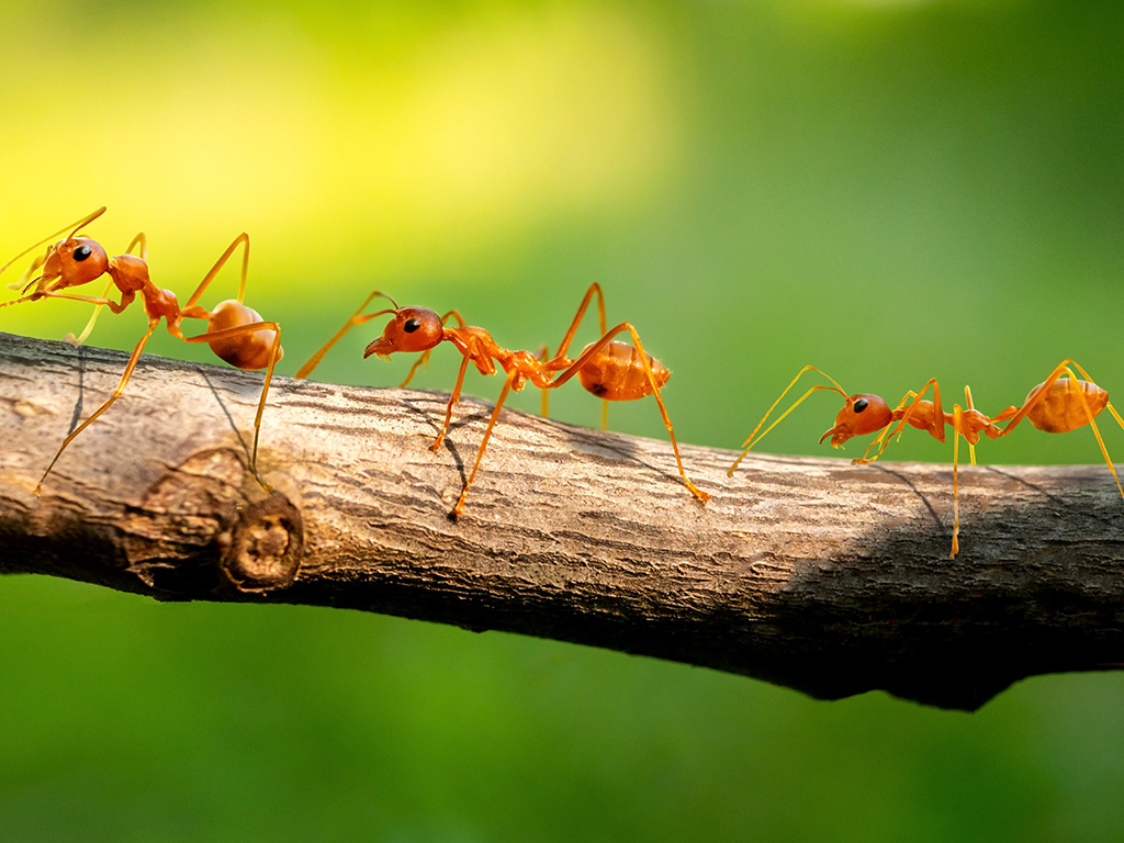 Three red ants walk on the branches, blurred green background.
