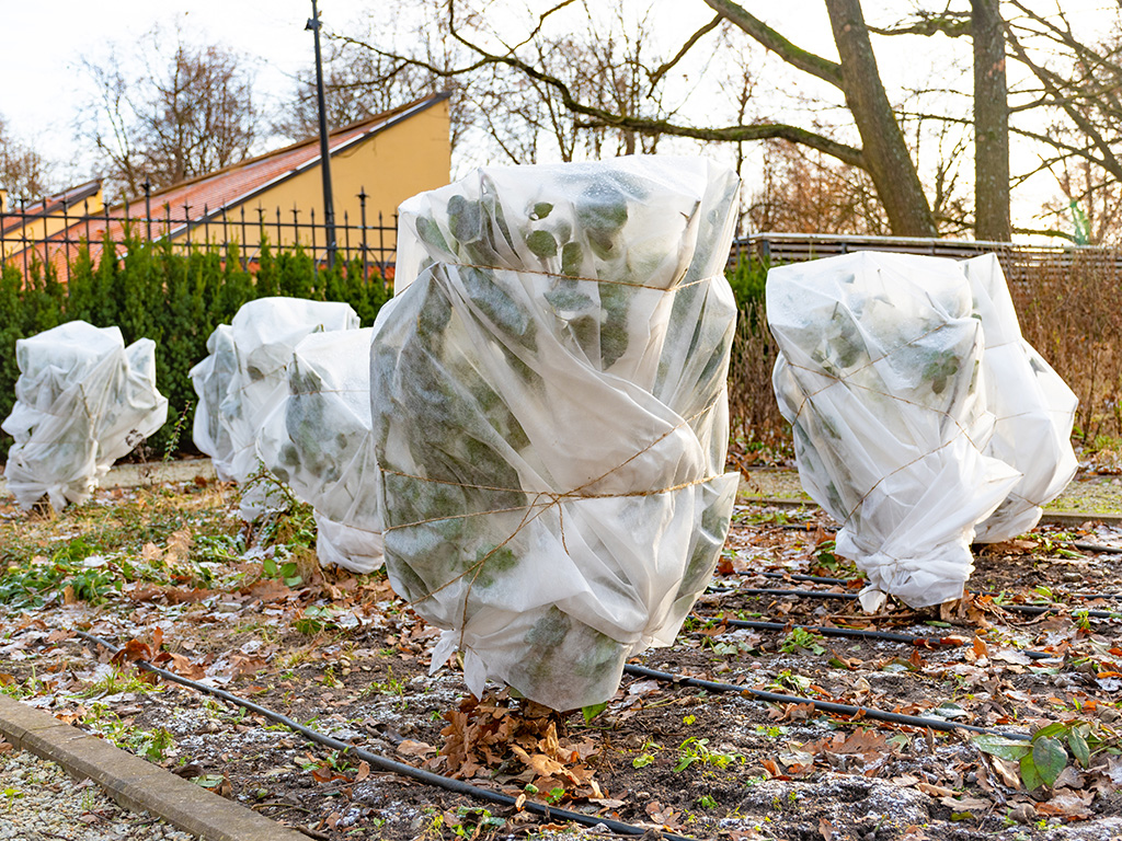 Plants covered with plastic in the winter