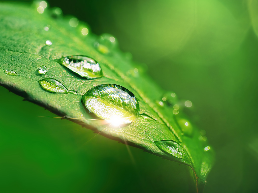 Drops of clean transparent water on leaves. 