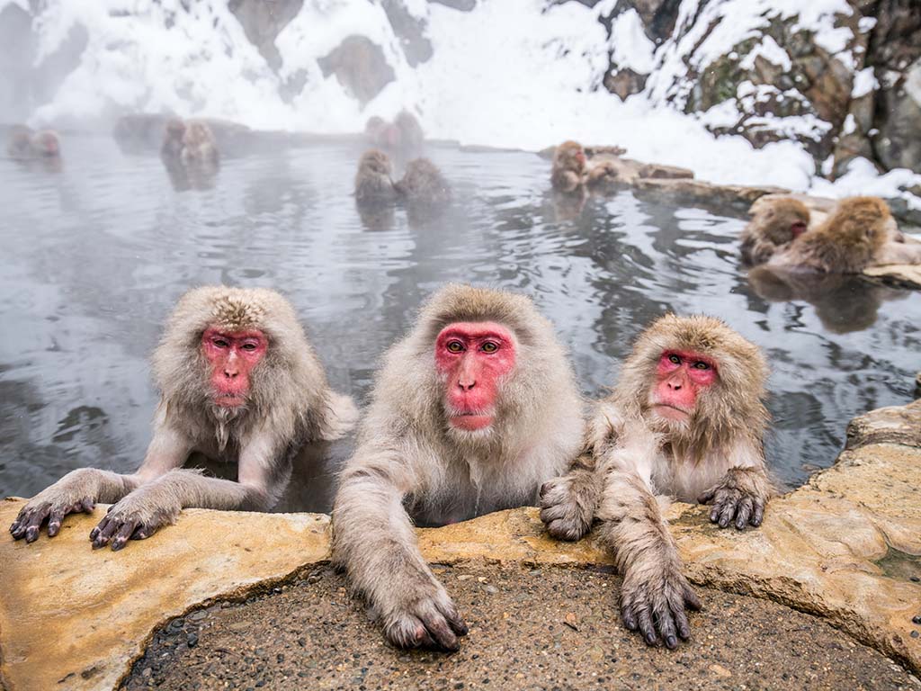 A group of Japanese macaques taking a bath in a hot spring
