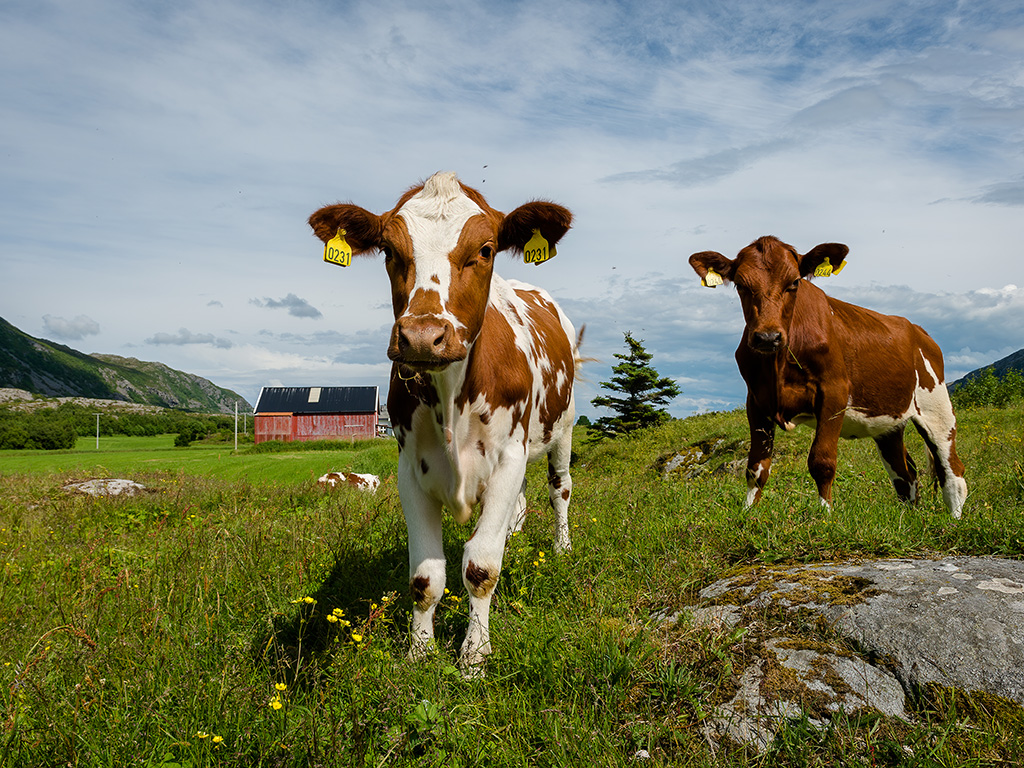 Calves in farmland, Northern Norway, coastal agriculture