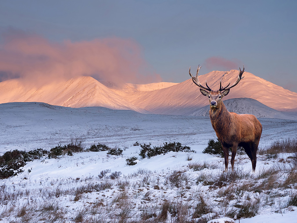 Composite image of red deer stag in Beautiful Alpen Glow hitting mountain peaks in Scottish Highlands during stunning Winter landscape sunrise