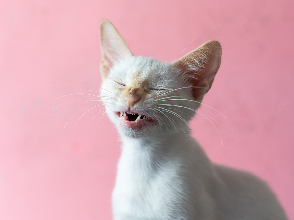 Baby cat sneezing pink background