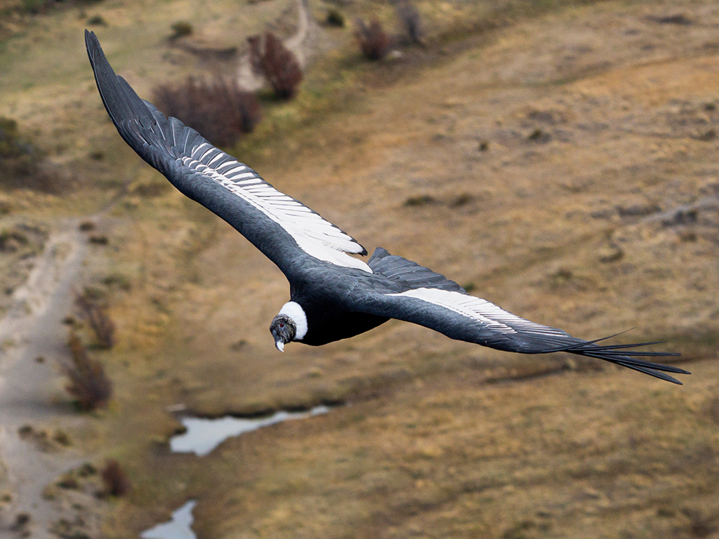 Female Andean Condor (Vultur gryphus) flying with a view from above in El Chaltén, Patagonia Argentina.