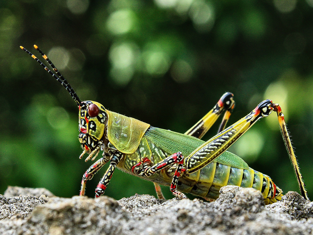 African grasshopper with african colours and pattern