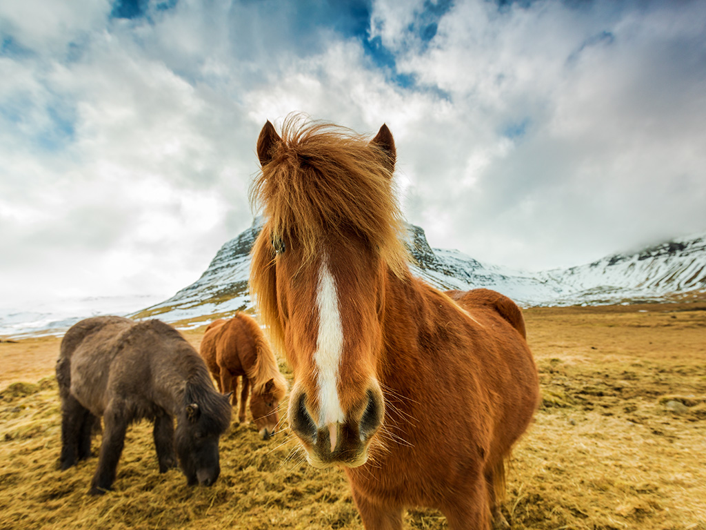 Icelandic horses grazing 