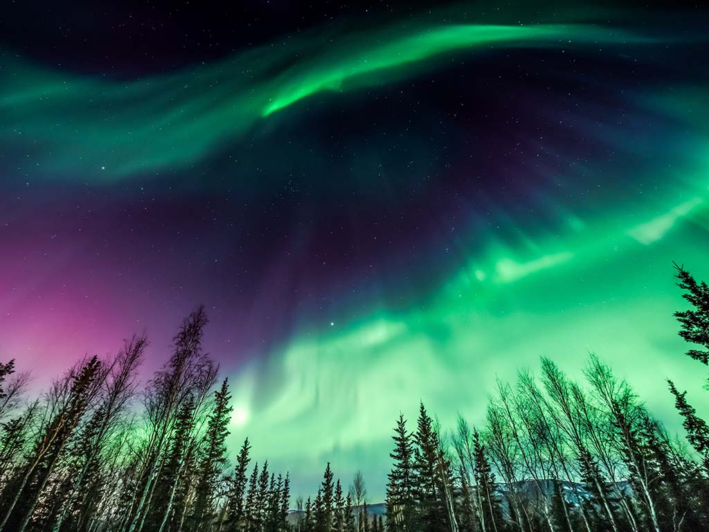 Purple and green Northern Lights in wave pattern over trees
