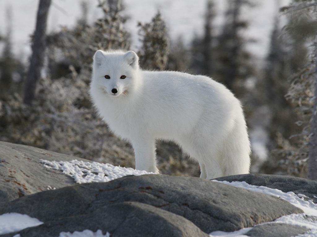 A white Arctic fox in Iceland